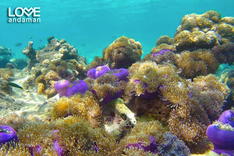 ทัวร์เกาะนาวโอพี ทะเลพม่า (Nyaung Oo Phee Island) ทัวร์เกาะนาวโอพี ทะเลพม่า | Nyaung Oo Phee Island