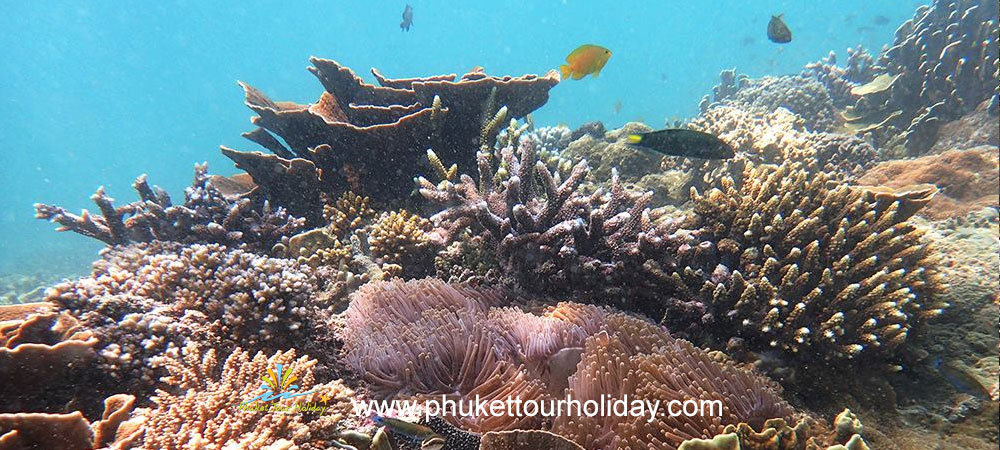 ทัวร์หมู่เกาะมังกร เกาะพม่า