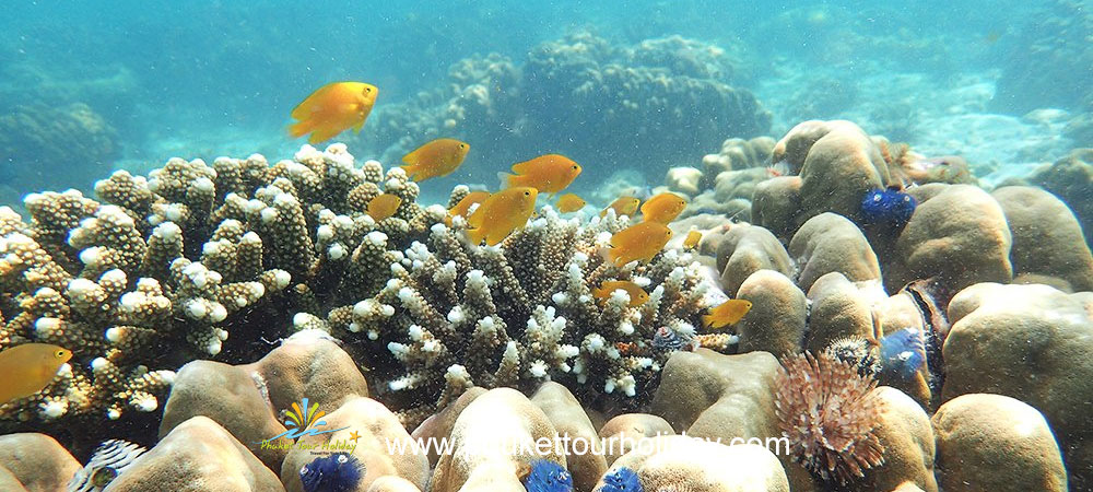 ทัวร์หมู่เกาะมังกร เกาะพม่า