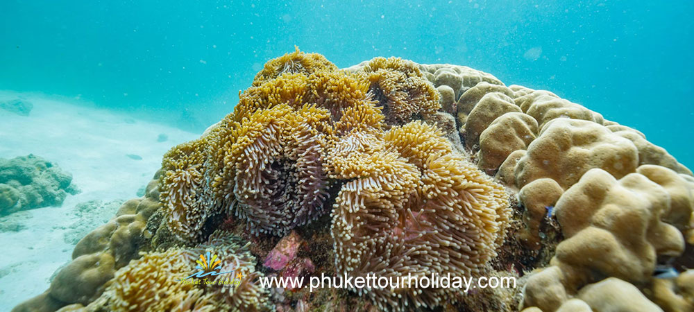 ทัวร์เกาะเซตัน เกาะหัวใจมรกต เกาะดอกไม้ เกาะย่านเชือก