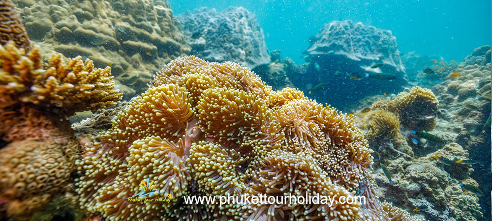 ทัวร์เกาะเซตัน เกาะหัวใจมรกต เกาะดอกไม้ เกาะย่านเชือก